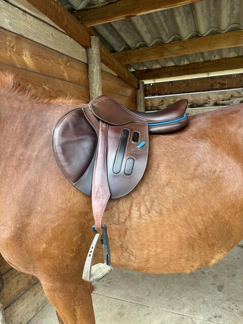 Selle gbs