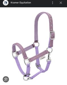 licol poulain-shetland mauve à paillettes