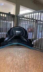 Selle de dressage