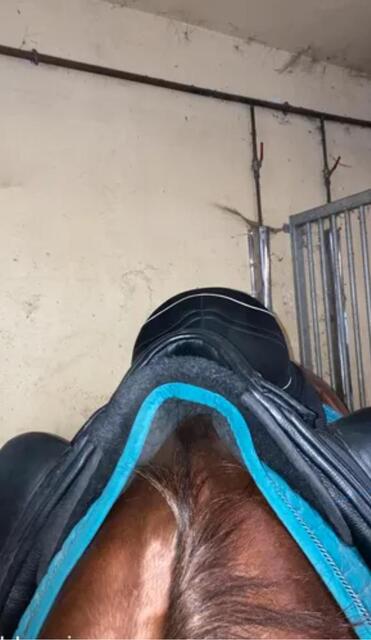 Selle de dressage