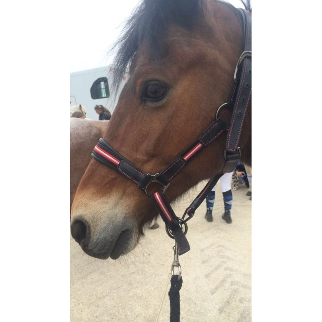 licol semi cuir