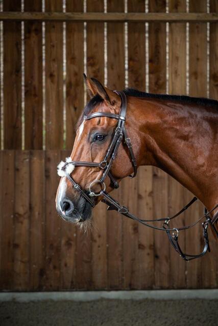 Filet Dyon Muserolle Croisée Noir Neuf Cheval