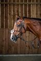 Filet Dyon Muserolle Croisée Noir Neuf Cheval