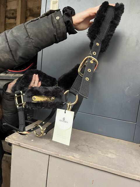 Licol mouton Kentucky