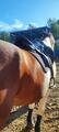 Selle prestige roma jump