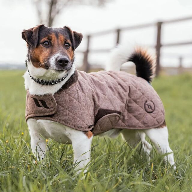 Manteau chien hiver