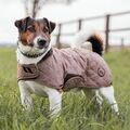 Manteau chien hiver