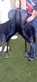 Selle de dressage en cuir Eric Thomas