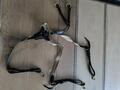 Collier de chasse martingale
