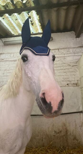 Bonnet kentucky