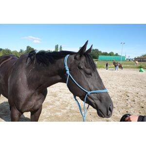 Licol éthologique taille cheval