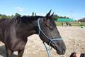 Licol éthologique taille cheval