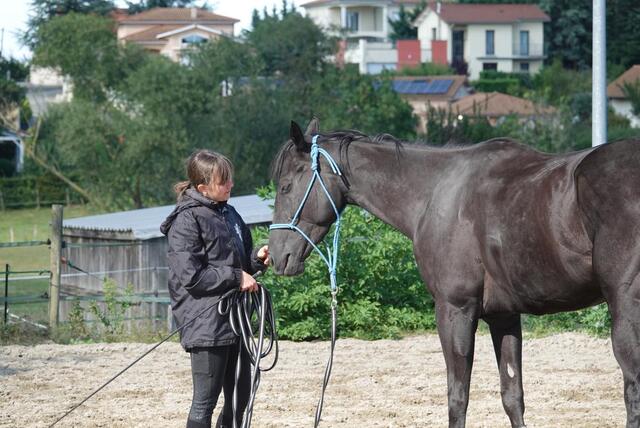 Licol éthologique taille cheval