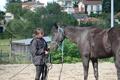 Licol éthologique taille cheval
