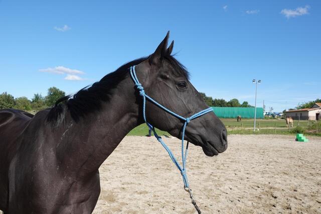 Licol éthologique taille cheval