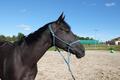 Licol éthologique taille cheval