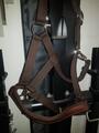 Licol marron