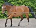 Entraînement pour longe poney