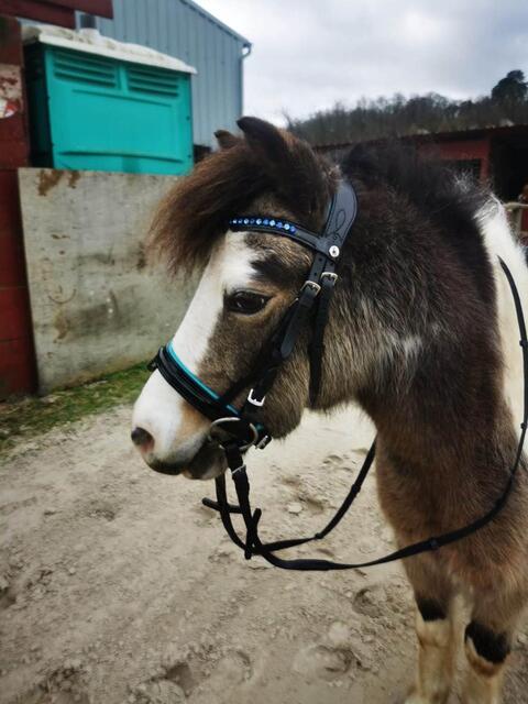 filet shetland