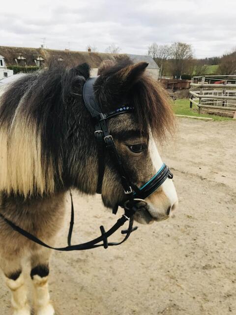 filet shetland