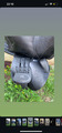 Selle equiline noire