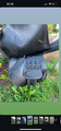 Selle equiline noire
