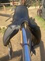 Selle dressage Antares