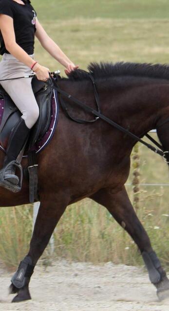 guêtres poney