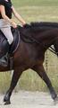 guêtres poney
