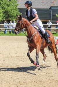 Collier de chasse+martinguale jump’in