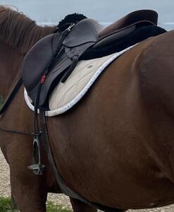 Selle GBS