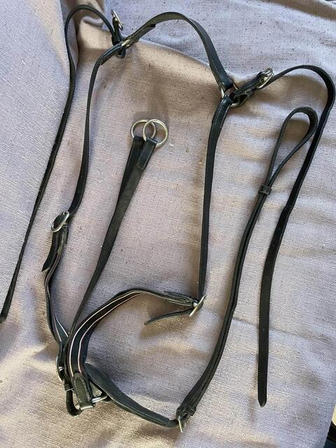 collier de chasse et martinguale cheval