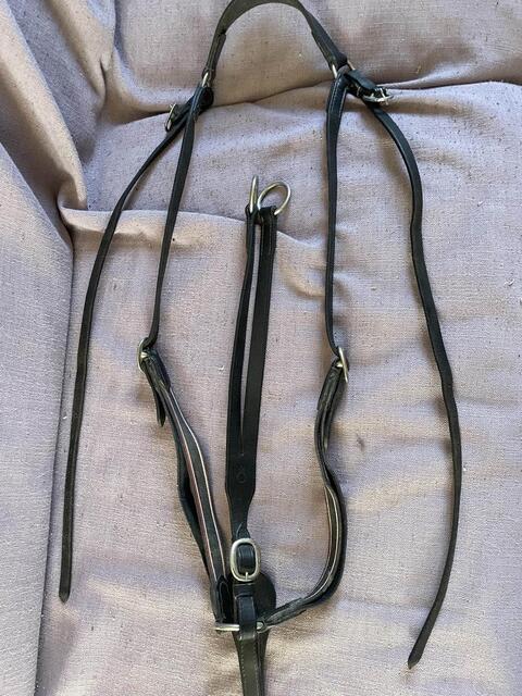 collier de chasse et martinguale cheval