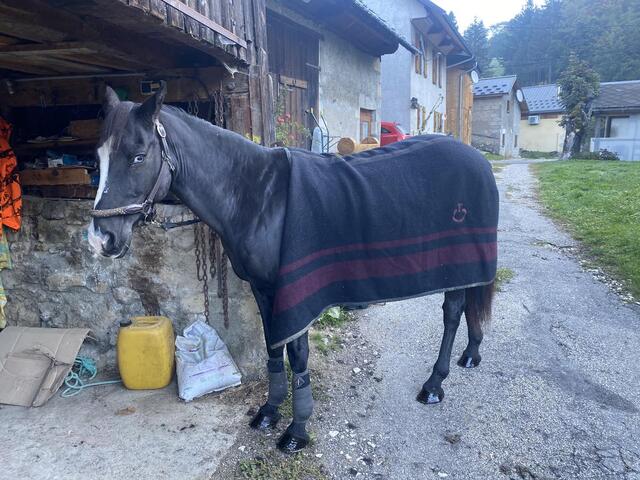 Laine Cavaleria Toscana