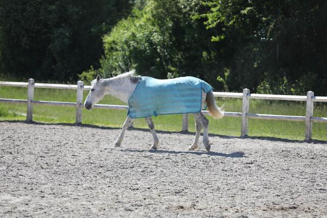 chemise anti mouche bleu