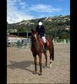 Veste de concours Equithème