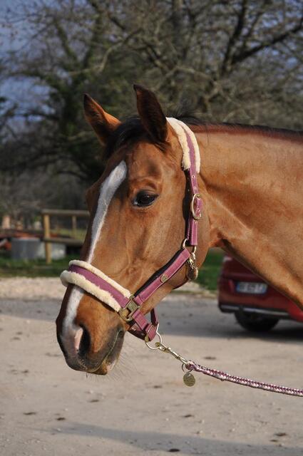 Licol mouton
