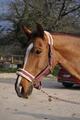 Licol mouton