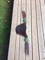 bavette elastique devoucoux 130