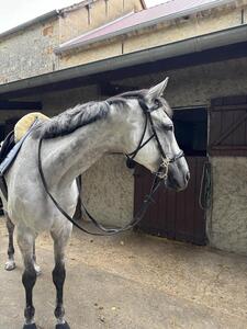 Hackamore Dyon