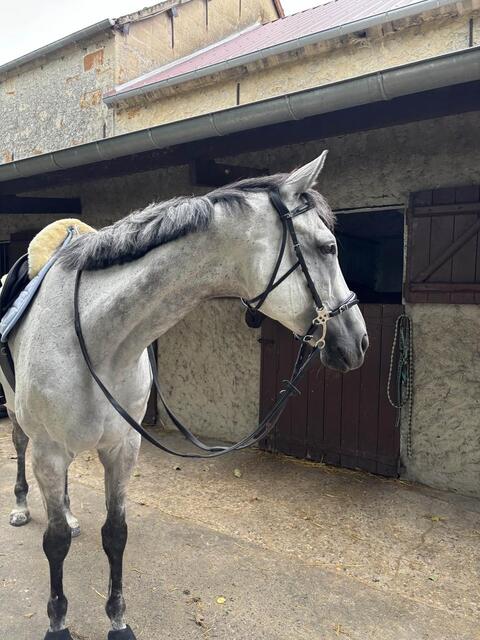 Hackamore Dyon