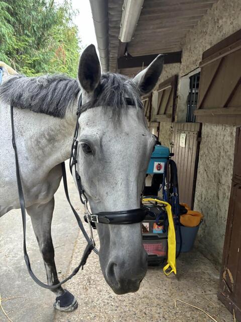 Hackamore Dyon