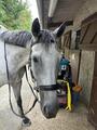 Hackamore Dyon