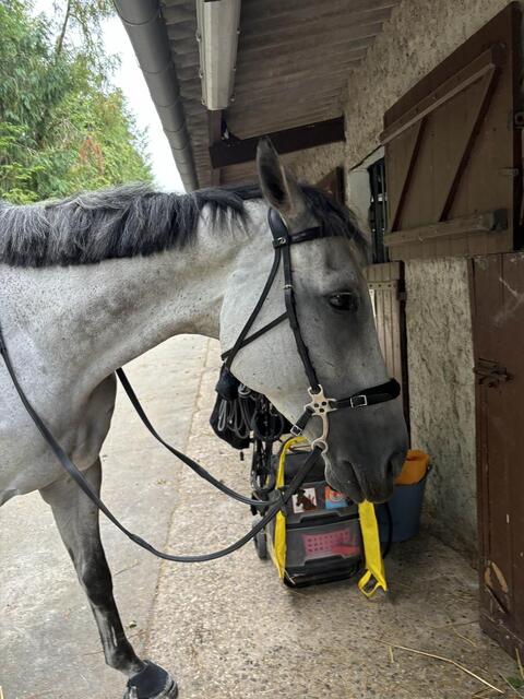 Hackamore Dyon