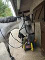 Hackamore Dyon