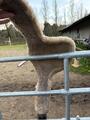 Bavette 130cm