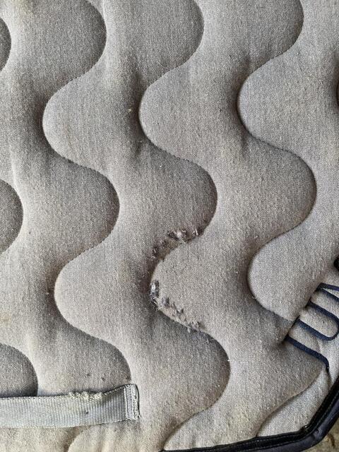 Tapis