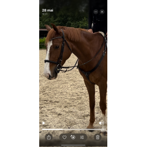 collier de chasse + martingale norton