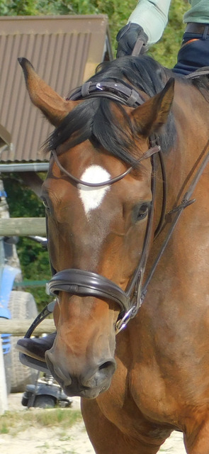 Bridon SD Design dressage marron