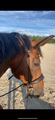 Bridon SD Design dressage marron